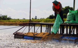 Nuôi loài cá Việt Nam có nhiều nhất thế giới, nông dân lãi 1.000 đồng/kg