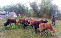 Thừa Thiên Huế: Hơn 33,5 tỷ đồng phát triển đàn bò, trong đó có bò vàng ở huyện A Lưới 