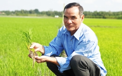 Hợp tác xã nào dẫn đầu trồng lúa hữu cơ quy mô lớn ở Vĩnh Long, bao nhiêu lúa gạo cũng bán hết?