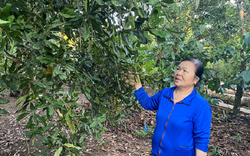 Cho cây sầu riêng "chung nhà" với cây mắc ca, cây cà phê, ai ngờ một nông dân Đắk Lắk kiếm tiền nhiều