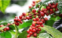 Giá cà phê hai sàn lại tăng, cà phê nội trở lại ngưỡng 61.000 đồng/kg