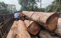 Gia Lai: Tạm giữ tài xế vận chuyển hơn 20 mét khối gỗ trong đêm