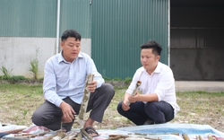 "Xã tỷ phú" ở Lào Cai (Bài cuối): Liên kết trồng quế hữu cơ, nông dân bán giá cao hơn hẳn, khối người mua
