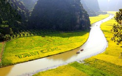 Cánh đồng lúa chín Tam Cốc ở Ninh Bình đã đẹp như phim, nay lại có cá chép vạn người càng mê