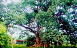 Một cây đa cổ thụ khổng lồ ở Hòa Bình, bia đá cổ ghi chép về cây có từ thời vua Lê Kính Tông