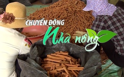 Chuyển động Nhà nông 26/5: Nhiều hộ trồng quế ở Lào Cai dừng khai thác vì giá vỏ quế giảm mạnh