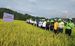 Tín hiệu vui từ mô hình trình diễn giống lúa mới trên cánh đồng Mường Than ở Lai Châu