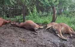 Sét đánh chết 6 con bò của một hộ nông dân ở Sơn La