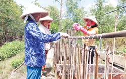 Một loài cá hiếm tên nghe lạ tai, nhìn như con rắn, đem phơi 1 nắng thành đặc sản có giá tiền triệu