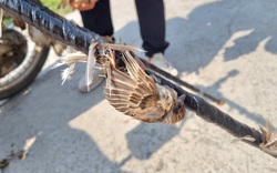 Đàn chim sẻ dính bẫy keo giãy giụa vô vọng ở Thanh Hóa trông rất thảm