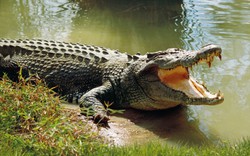 Mổ bụng cá sấu, phát hiện thi thể người đàn ông Australia bên trong
