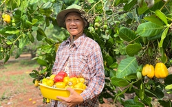 Bình Phước: Năng suất điều chưa như mong đợi sau 3 năm thực hiện Nghị quyết phát triển ngành điều