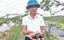 Làm giàu nhờ nuôi con đặc sản, một nông dân Ninh Bình hé lộ bí quyết chống nóng cho ốc nhồi