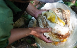 Săn ong - Nghề nguy hiểm bậc nhất rừng già Kon Chư Răng, trung bình mỗi chuyến bỏ túi vài triệu