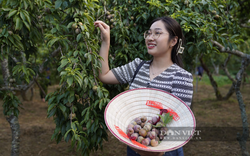 Mận Tam Hoa vào mùa hái quả, du khách nô nức về thăm cao nguyên trắng Bắc Hà