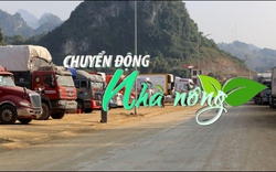 Chuyển động Nhà nông 30/5: Cửa khẩu Hữu Nghị có nguy cơ ùn ứ do nhiều loại trái cây vào vụ xuất khẩu