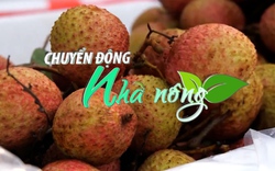 Chuyển động Nhà nông 31/5: Xuất khẩu 5.400 tấn vải qua cửa khẩu Lào Cai