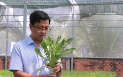 Một HTX ở TP Hồ Chí Minh 6 năm trồng rau không cần đất, muốn có mặt ở 63 tỉnh, thành phố