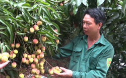 Vải sai quả chưa từng thấy, nông dân Xuân Quang ở Lào Cai phấn khởi vì được mùa được giá