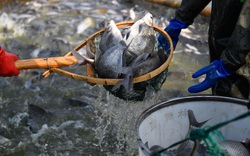 “Ông lớn” xuất khẩu cá rô phi của Trung Quốc chính thức tham gia cuộc đua nuôi cá tra, Việt Nam lo bị cạnh tranh?