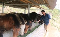 Một nông dân Lào Cai giàu lên nhờ nuôi ngựa theo hướng hàng hóa 