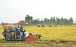 Chủ tịch HoREA: "Trói" đất trồng lúa vào khu vực quản lý nghiêm ngặt mục đích sử dụng đất là quá cứng nhắc