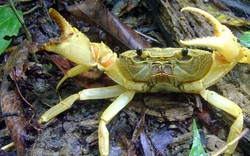 Ngắm mãi không chán các con vật lạ trên rừng, dưới biển của Vườn Quốc gia Côn Đảo ở Bà Rịa-Vũng Tàu