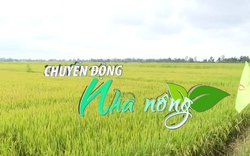 Chuyển động Nhà nông 6/5: Khẩn trương thu hoạch lúa đông xuân tránh áp thấp nhiệt đới