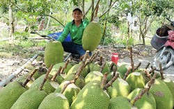 Giá mít Thái hôm nay 6/5: Giá tiếp tục lao dốc, người dân bán mít lúc này có lời không?