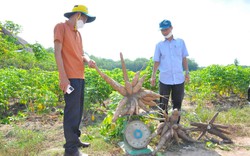 Nông dân Tây Ninh đang khát giống sắn kháng bệnh khảm lá, kẻ gian lợi dụng bán giống giả mạo