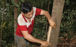 Một nông dân Lào Cai sở hữu 20 ha cây quế