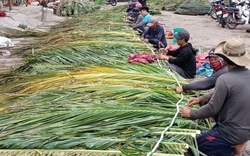 Đây là các loại lá bình dân, dễ thấy đang được dân Bình Thuận chặt xuống, đan lại để "làm nhà cho cá"