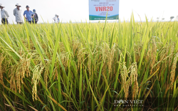 Giống lúa của Vinaseed có gì đặc biệt mà được nông dân miền Trung ưa chuộng?