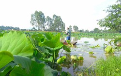 Cánh đồng mọc một loài hoa ở Nghệ An, ai nhìn cũng mê, nắng mấy cũng cố chụp ảnh, quay phim