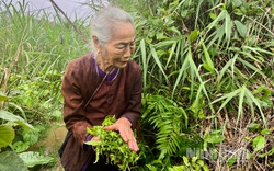 Ninh Bình: Loại rau dại xưa chả ai ngó ngàng tới nay thành đặc sản "đại bổ" được săn đón