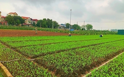 Một HTX ở Hà Nội trồng rau kiểu gì mà nói đến thu nhập, các thành viên ở HTX đều vui ra mặt?
