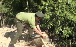 Giao công an điều tra vụ chặt phá rừng Kfw6 trái phép để Tập đoàn Đèo Cả mở đường