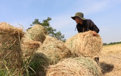 Nghệ An: Một anh nông dân mua máy móc đi gom thứ nhà nông vứt đầy ruộng mà thu về 500 triệu đồng/vụ