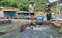 Mực nước hồ Thủy điện Hòa Bình chưa ảnh hưởng lớn đến người nuôi cá lồng 