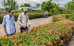 Con kênh Nước Phèn ở Cà Mau dân từng chật vật, ngờ đâu nay sung túc, đường hoa bông trang đẹp như mơ