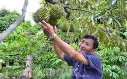 Loại quả "nặng mùi" đang được thương lái lùng mua giá cao, nhà vườn Kiên Giang lãi tiền tỷ