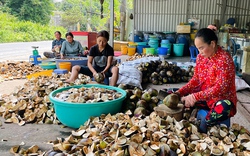 Loại quả ngon ở An Giang ăn vào mạnh gân cốt, hỗ trợ hạ sốt, dân làm bao món lạ mắt, lạ miệng, hút khách