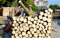 Xuất khẩu gỗ giảm mạnh, Mỹ lại gia hạn thời gian ban hành kết luận cuối cùng về một sản phẩm gỗ của Việt Nam