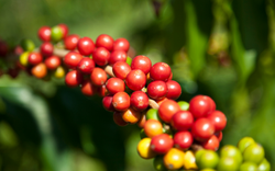 Giá cà phê trên thị trường thế giới giảm, cà phê nội vẫn bứt tốc