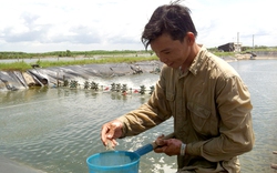 Ngành tôm Việt muốn phát triển bền vững phải lấy nuôi trồng làm gốc