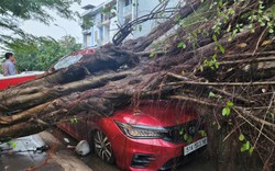 Mưa lớn kéo dài ở TP.HCM, cây si cao hơn 20m bật gốc đè ngang ô tô 4 chỗ 