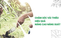 SỔ TAY NHÀ NÔNG: Mách bà con bí kíp bón phân cho cây vải thiều của nông dân Thanh Hà (Hải Dương)