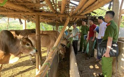 Bản người Thái ở huyện biên giới bền vững "4 không" về ma tuý