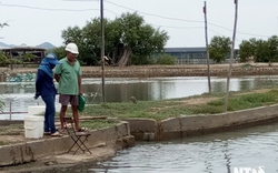 Loại cá bớp đặc sản, làm được nhiều món ngon đã nuôi thành công trong ao đất ở Ninh Thuận