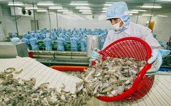 Có vị thế nhiều năm trên thị trường, xuất khẩu tôm Việt Nam vẫn trầy trật, vì thua từ thức ăn đến con giống